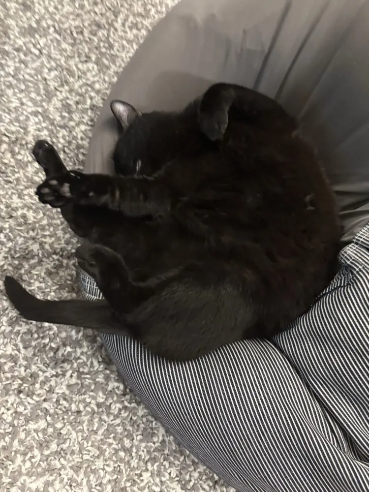 Meowmeow on her back with her paws in the air