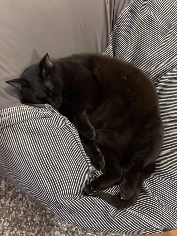 Meowmeow asleep in a beanbag