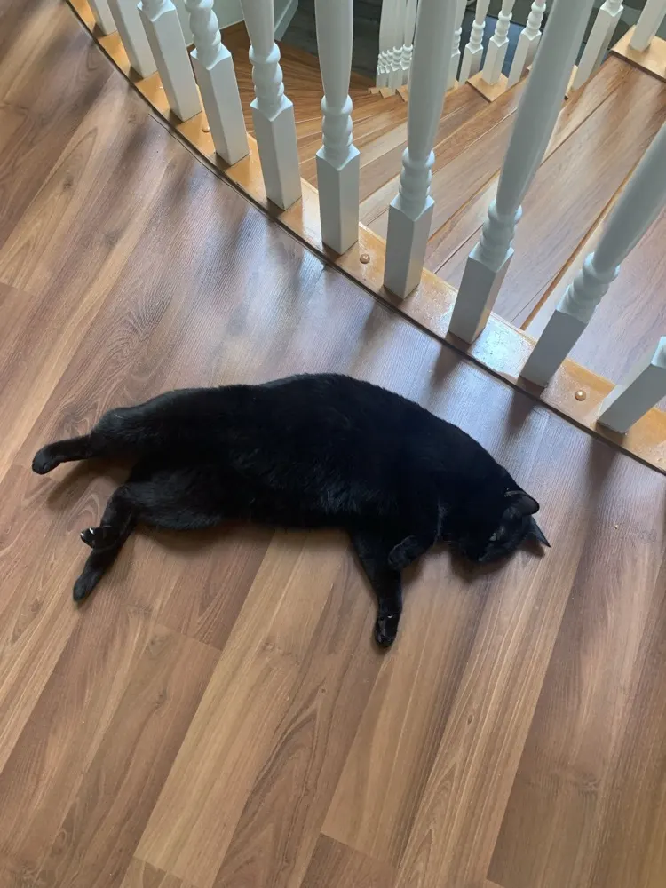Meowmeow stretched out on the floor by the stairs